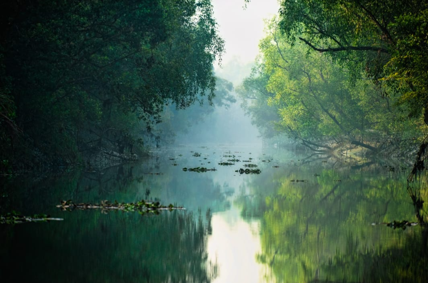 सुंदरबन के ‘जंगलों’ के पर्यावरणीय तंत्र में आ रही गिरावट की पड़ताल  